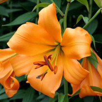 Lilium African Queen