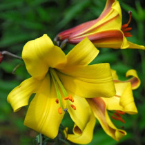 Lilium Golden Splendour