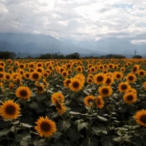 Fresh Irish Sunflowers – Grown by Mr Middleton