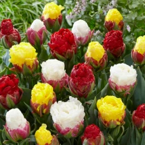 Tulips Ice Cream Galleria