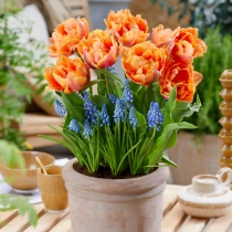 Tulips Royal Dutch