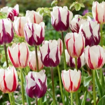 Tulip Aurora Fire