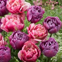 Tulip Magnolia Magic