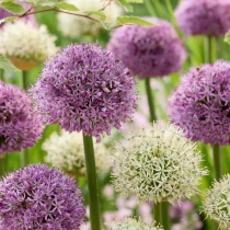 Allium Globes of Glory