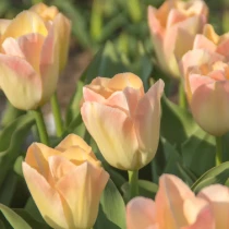 Tulip Jade Maiden