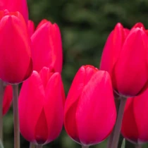 Tulip Red Ranger