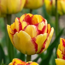 Tulip Mayfair