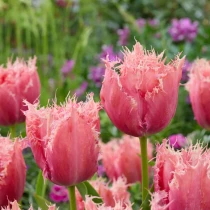 Tulip Paleis het Loo