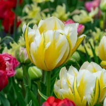 Tulip Sweet Valley