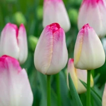 Tulip Supri Erotic