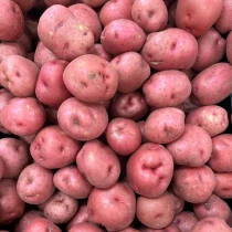 Christmas Seed Potatoes 'Red Duke of York'