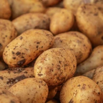Christmas Seed Potatoes 'Nicola'
