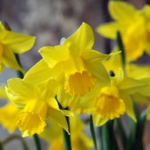 Bulk Narcissi Dellan – Irish Grown Daffodil Bulbs
