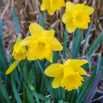 Bulk Narcissi California – Irish Grown Daffodil Bulbs