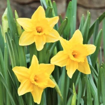 Bulk Narcissi Tamara – Irish Grown Daffodil Bulbs