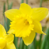 Bulk Narcissi Magnificence Daffodil Bulbs | Irish Grown