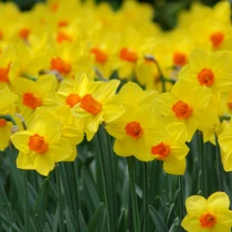 Narcissi Fortune Bulk Daffodil Bulbs