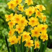 Bulk Narcissi Martinette Fragrant Daffodil Bulbs | Ireland