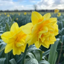 Bulk Narcissi Hollands Chase Daffodil Bulbs | Irish Grown 