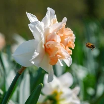 Delnashaugh Double Daffodil Bulbs Bulk | Irish Grown Ireland