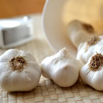 Garlic Therador – White Softneck Garlic