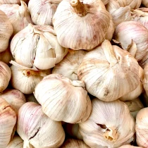 Garlic Sabadrome – Softneck Garlic 