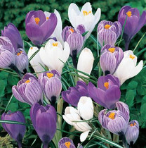 Crocus Blues Mixed