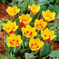 Tulip Stresa (Kaufmanniana)