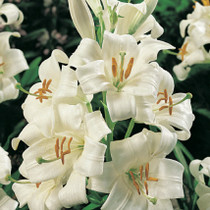 Lilium Candidum