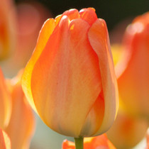 Tulip Daydream