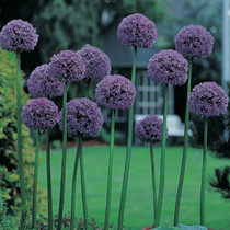 Allium Gladiator