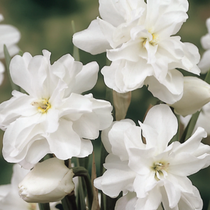Daffodil Double Poets