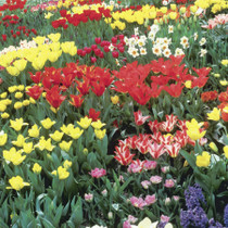 250 Super Spring Flower Bulbs Collection Mr Middleton Complete Spring Bulb Collection