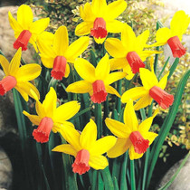 Narcissus Jet Fire  