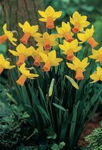 Narcissus Jet Fire