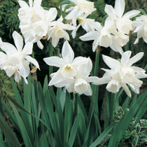 Narcissus Thalia