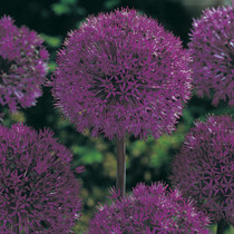 Allium Purple Sensation