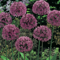Allium Aflatunense