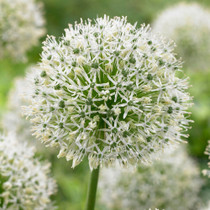 Allium Mount Everest