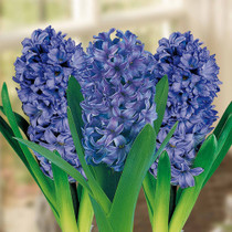 Hyacinth Delft Blue
