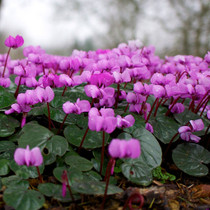 Cyclamen Coum