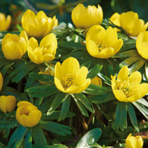 Winter Aconite