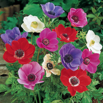 Anemone De Caen