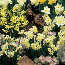 Dwarf rockery Daffodils