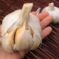 Elephant Garlic