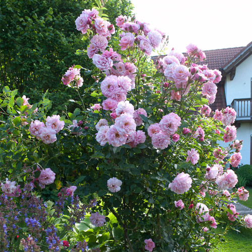 Rose Maiden’s Blush (1400) Mr Middleton Garden Shop