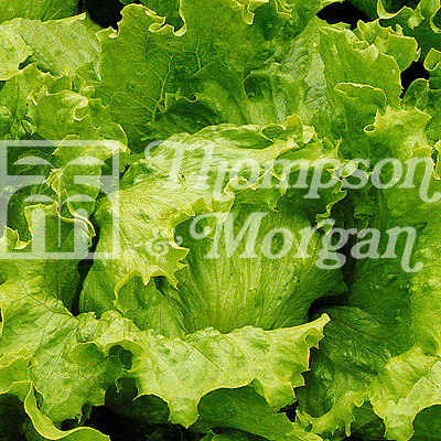 Lettuce Lakeland Mr Middleton Garden Shop
