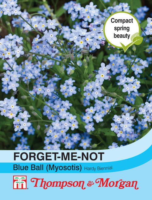 Forget Me Not Blue Ball Myosotis Mr Middleton Garden Shop