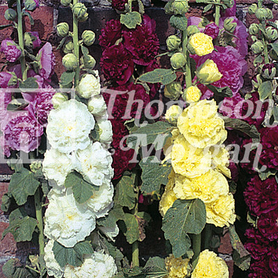 Hollyhock Powder Puffs Mixed Mr Middleton Garden Shop