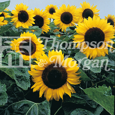Sunflower Elite Sun F1 Mr Middleton Garden Shop